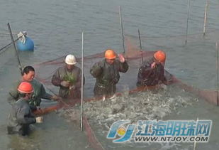江蘇海安華鎏特種水產 生態健康養殖驅動規模效益雙提升
