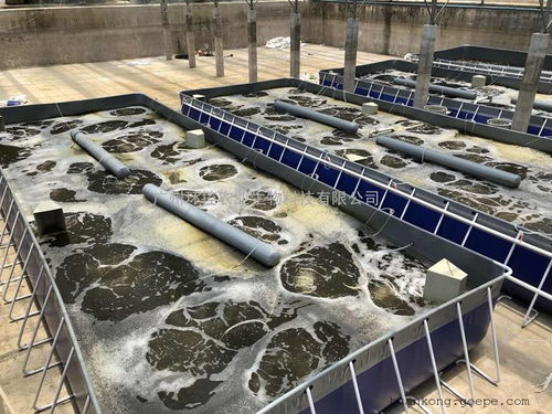 水產養殖業的發展前景與環保處理設備解析