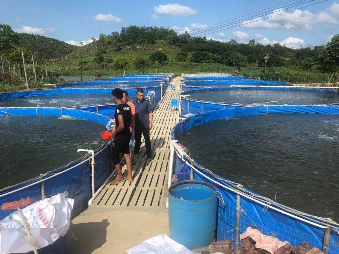 脆化養殖后價格上漲仍供不應求 脆肉羅非魚能否成為水產行業破局利器？