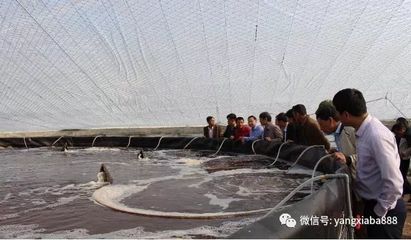 水產養殖中乳酸菌降pH失敗的原因分析與對策